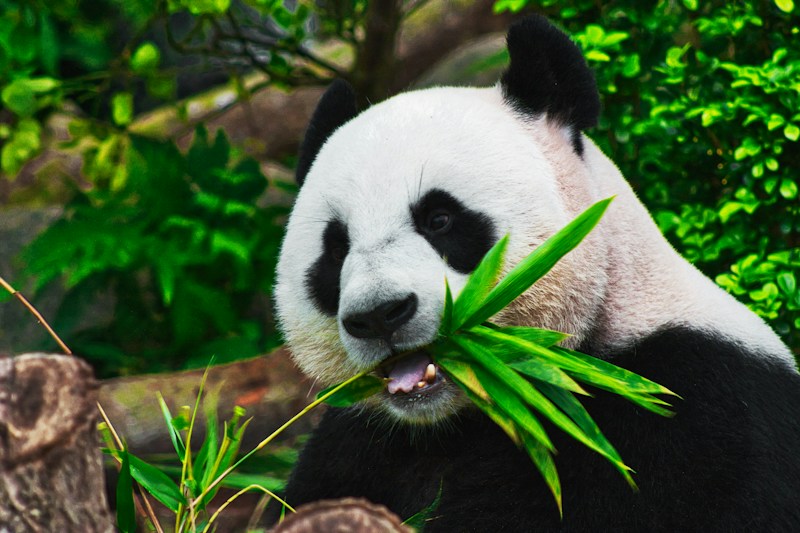 WWF - Giant Panda